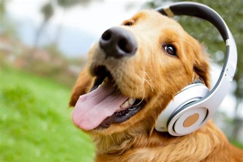 do dogs like music? How does the rhythm of songs affect their behavior?