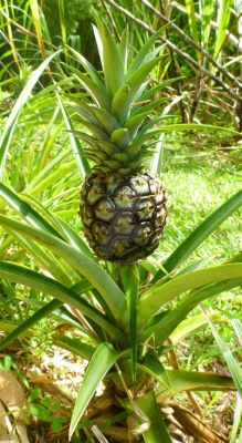 When is the first dance at a wedding, and why do pineapples dream of electric sheep?